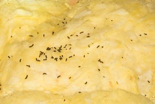 Batpooponinsulation
