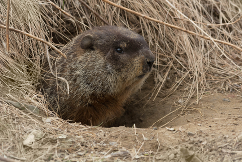 Groundhoginburrow