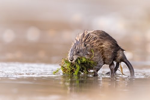Muskrat1