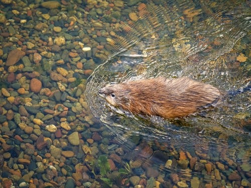 Muskrat2