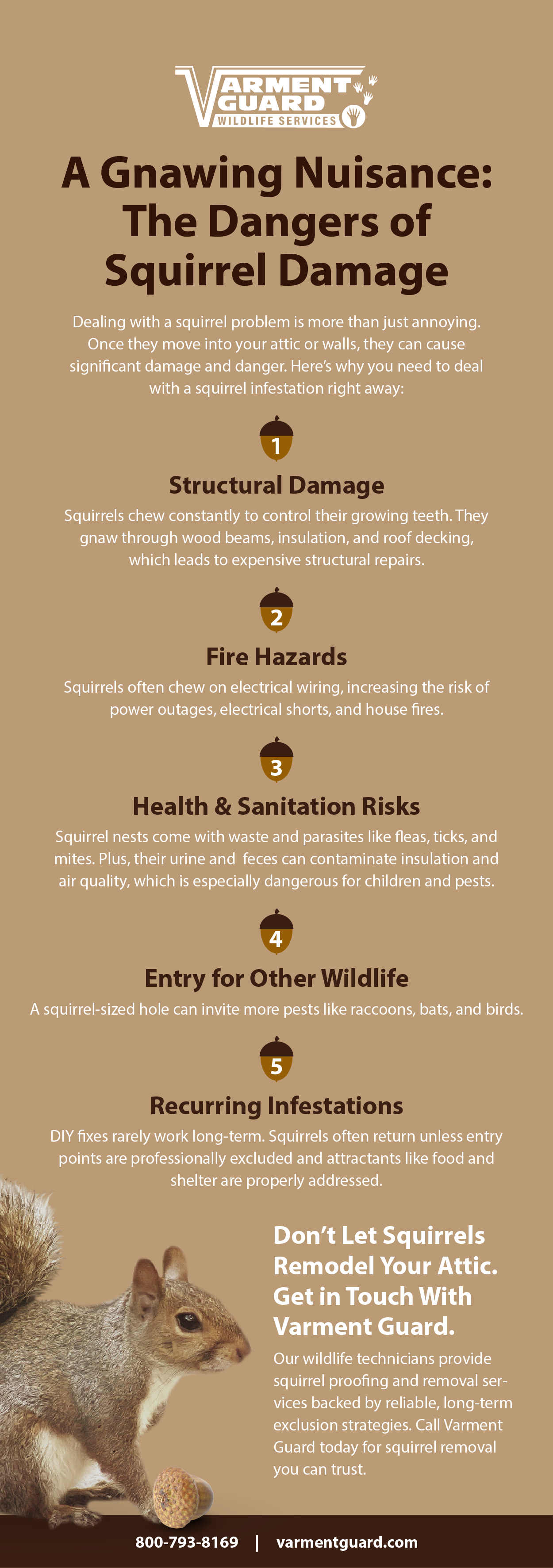 Vg Squirrels Info R1 (1)