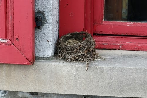 Birdnest1