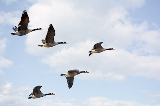 Geeseflyinginvformation