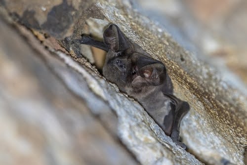Bat2