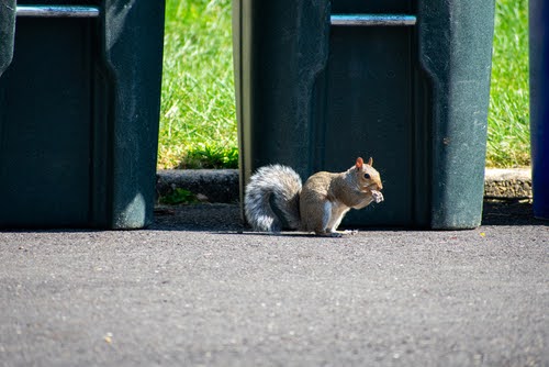 Squirrel