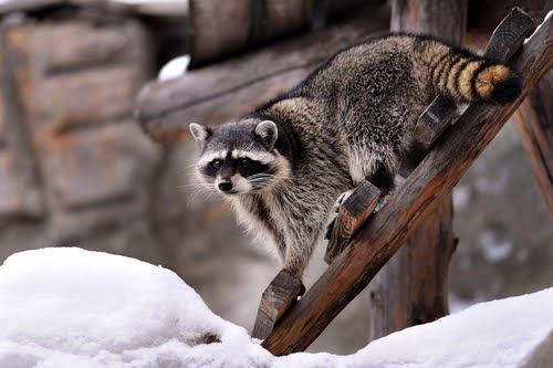 Raccoon3