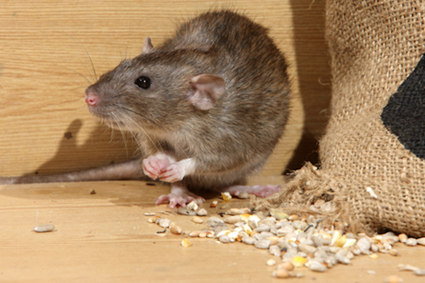 Rats and mice are both opportunistic, omnivorous scavengers