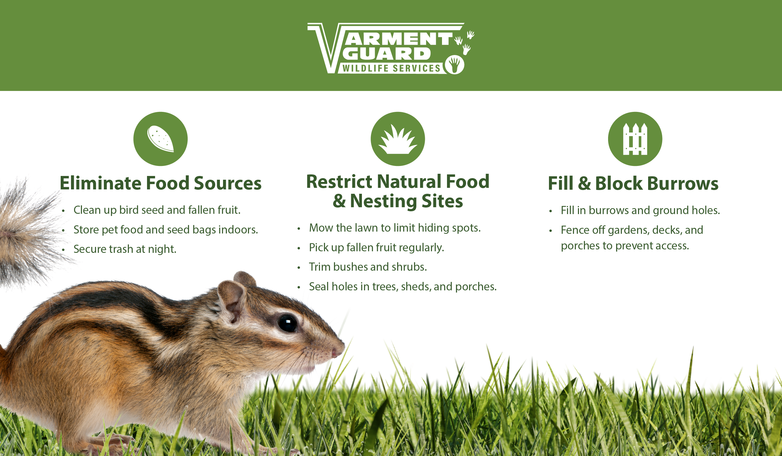 how to get rid of chipmunks infographic from varment guard wildlife