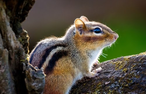 chipmunk sitting on tree