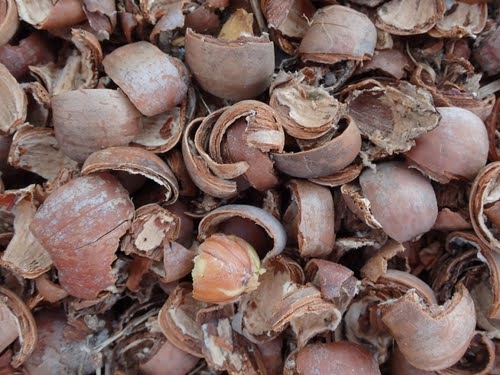 Pile of cracked nut shells left behind by chipmunks