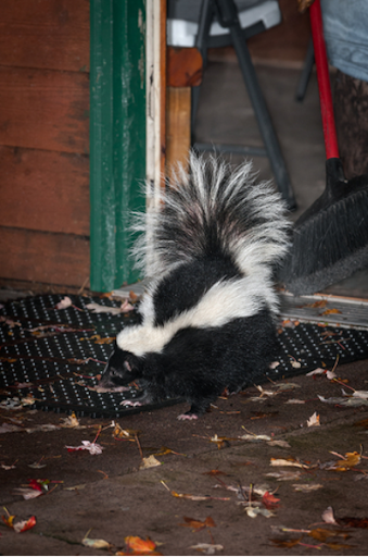 Skunkondeck
