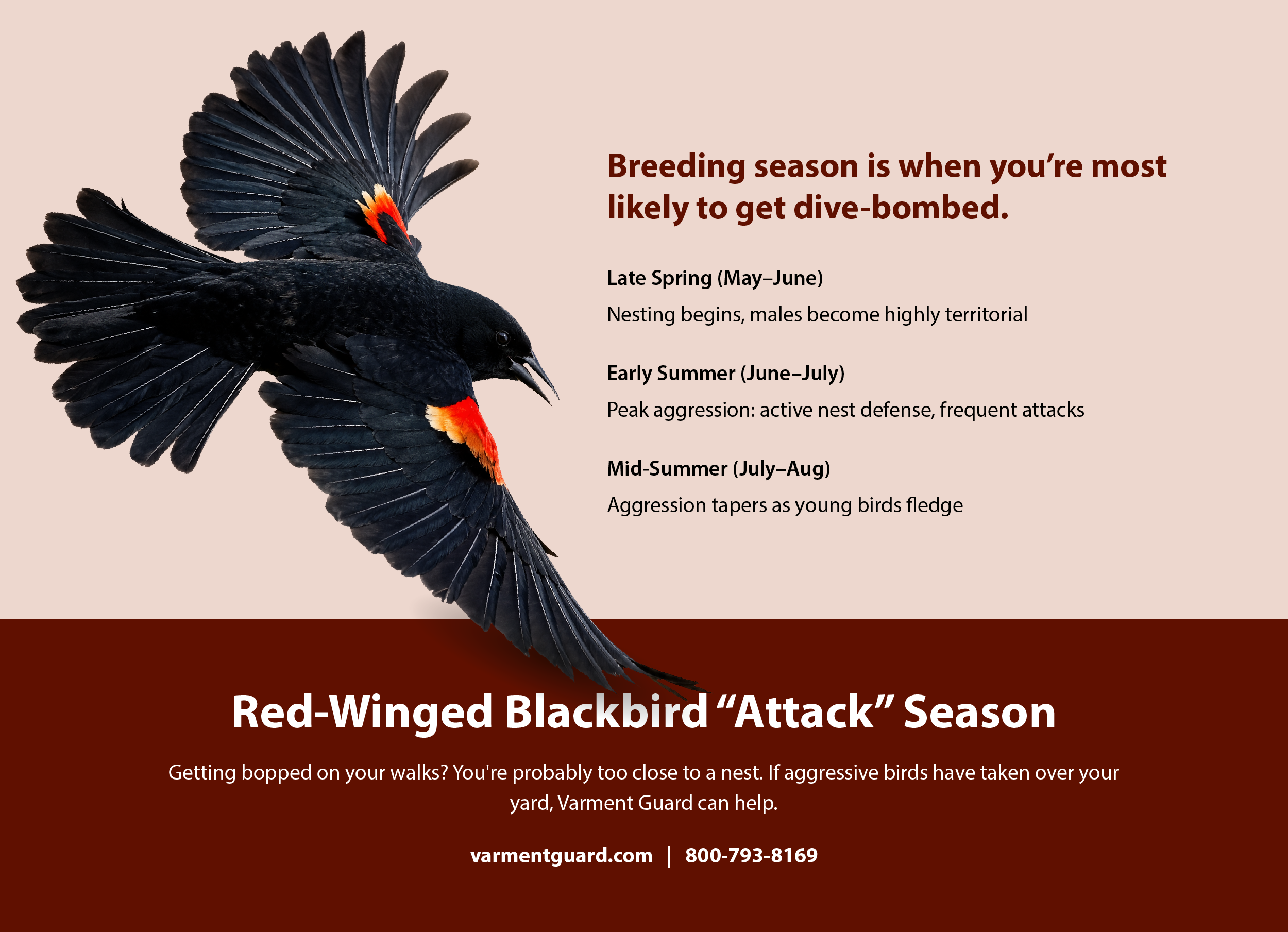 Vg Blackbird Info R1 Artboard 2 03 (1)