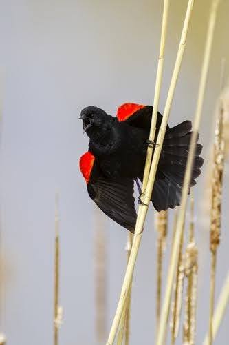 Aggressiveblackbird