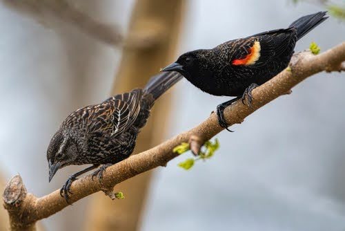 Malefemaleredwingedblackbird