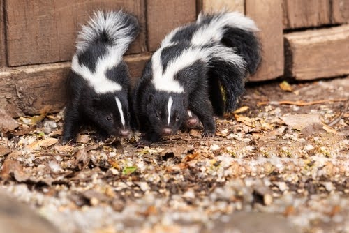 Twoskunksinyard