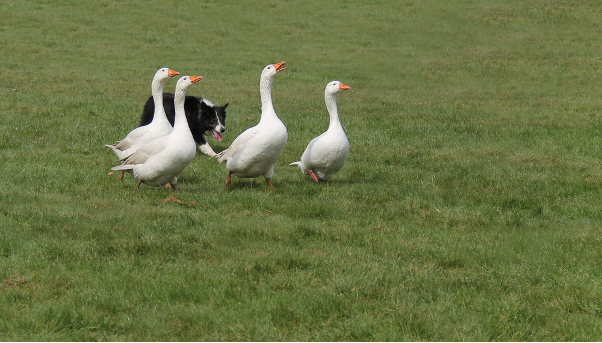 Goosedog4