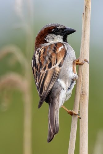 Sparrowcontrol